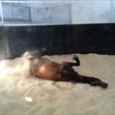 Niwot enjoying a roll on the sand Niwot enjoying a roll on the sand